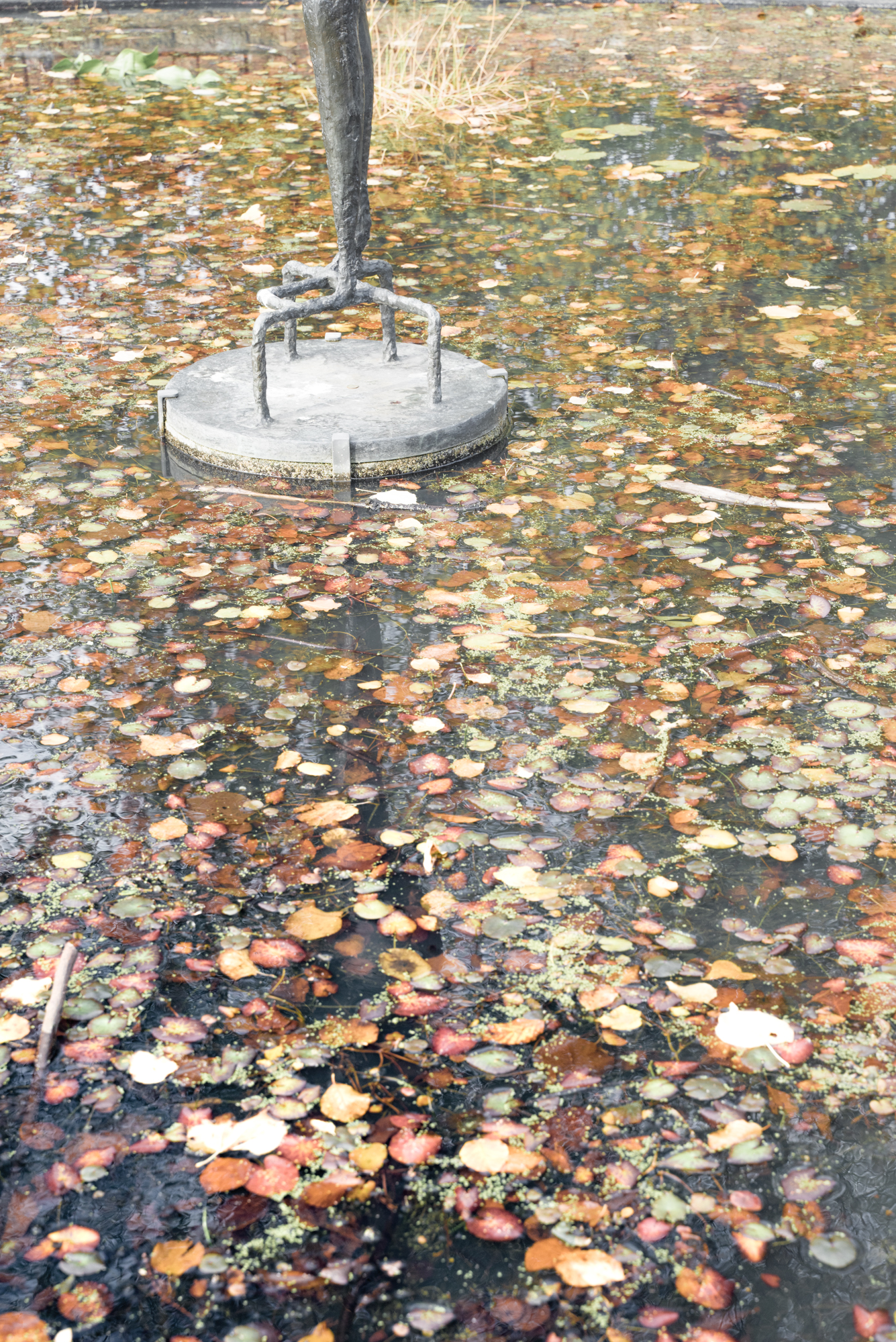 leaves floating on a pond