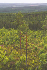 Isolated trees